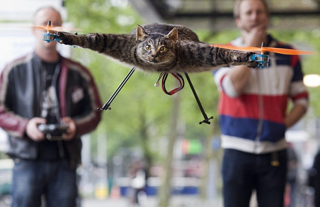Летающая кошка из Голландии (5 фото + видео)
